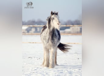 Tinker, Jument, 4 Ans, 143 cm