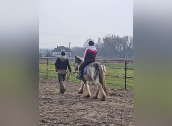 Tinker, Jument, 4 Ans, 143 cm