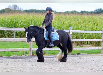 Tinker, Jument, 4 Ans, 144 cm, Noir