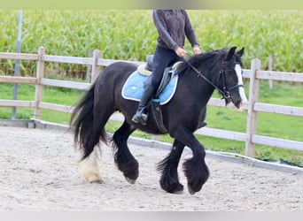 Tinker, Jument, 4 Ans, 144 cm, Noir