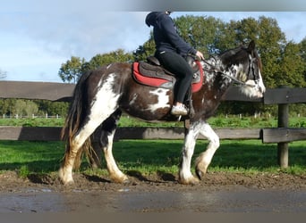 Tinker, Jument, 4 Ans, 144 cm, Pinto