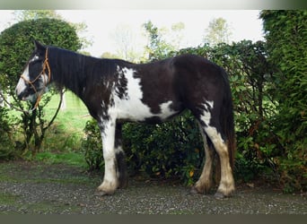 Tinker, Jument, 4 Ans, 144 cm, Pinto