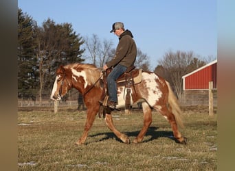 Tinker, Jument, 4 Ans, 145 cm, Pinto