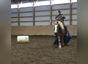 Tinker, Jument, 4 Ans, 145 cm, Pinto