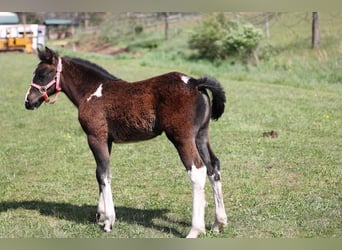Tinker, Jument, 4 Ans, 145 cm, Tobiano-toutes couleurs