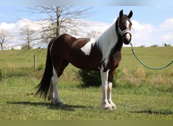 Tinker, Jument, 4 Ans, 145 cm, Tobiano-toutes couleurs