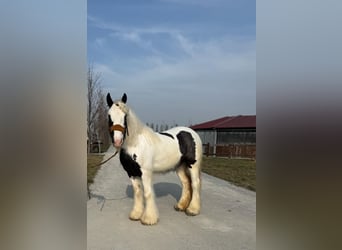 Tinker, Jument, 4 Ans, 150 cm, Blanc