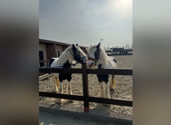 Tinker, Jument, 4 Ans, 150 cm, Blanc