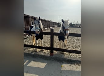 Tinker, Jument, 4 Ans, 150 cm, Blanc