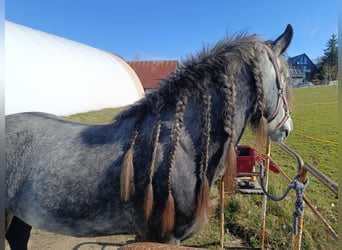 Tinker, Jument, 4 Ans, 152 cm, Gris pommelé