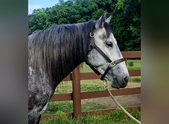Tinker Croisé, Jument, 4 Ans, Gris