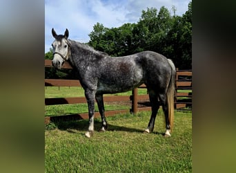 Tinker Croisé, Jument, 4 Ans, Gris