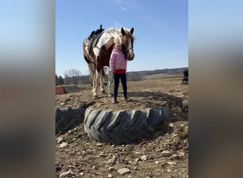 Tinker Croisé, Jument, 4 Ans, Pinto