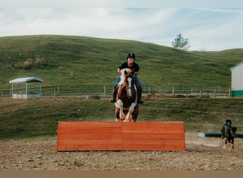 Tinker Croisé, Jument, 4 Ans, Pinto