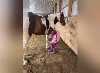 Tinker Croisé, Jument, 4 Ans, Pinto