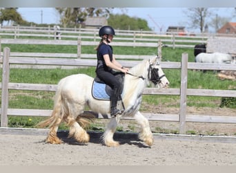 Tinker, Jument, 5 Ans, 122 cm, Pinto