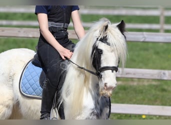 Tinker, Jument, 5 Ans, 122 cm, Pinto