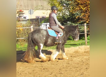 Tinker, Jument, 5 Ans, 128 cm, Noir