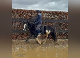 Tinker Croisé, Jument, 5 Ans, 128 cm, Pinto