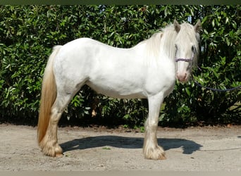 Tinker, Jument, 5 Ans, 129 cm, Gris