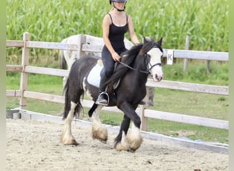 Tinker, Jument, 5 Ans, 130 cm, Pinto