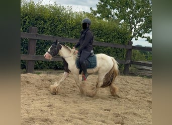 Tinker, Jument, 5 Ans, 132 cm, Pinto