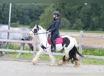 Tinker, Jument, 5 Ans, 132 cm, Pinto