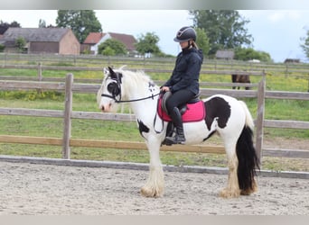 Tinker, Jument, 5 Ans, 132 cm, Pinto