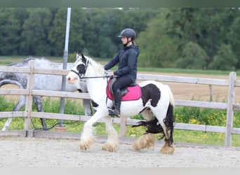 Tinker, Jument, 5 Ans, 132 cm, Pinto