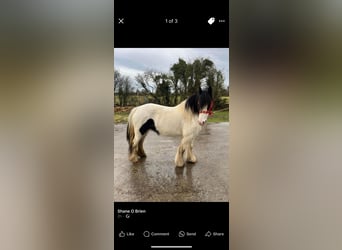 Tinker, Jument, 5 Ans, 133 cm, Léopard