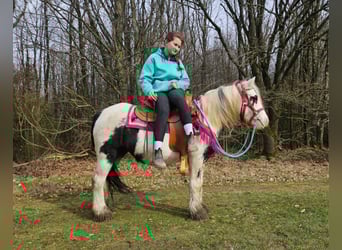 Tinker, Jument, 5 Ans, 135 cm, Pinto