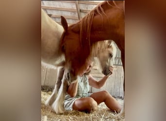 Tinker, Jument, 5 Ans, 137 cm, Alezan brûlé