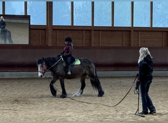 Tinker, Jument, 5 Ans, 140 cm, Buckskin