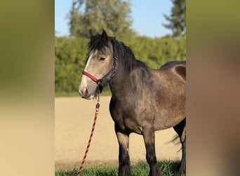 Tinker, Jument, 5 Ans, 140 cm, Buckskin