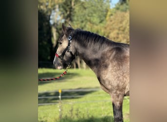 Tinker, Jument, 5 Ans, 140 cm, Buckskin