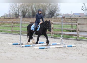 Tinker, Jument, 5 Ans, 140 cm, Noir