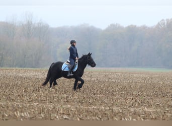 Tinker, Jument, 5 Ans, 140 cm, Noir