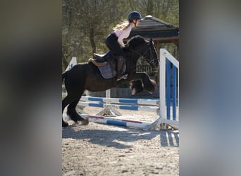 Tinker, Jument, 5 Ans, 140 cm, Noir