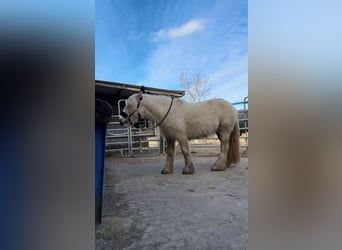 Tinker, Jument, 5 Ans, 140 cm, Palomino