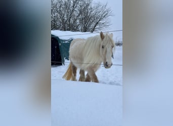 Tinker, Jument, 5 Ans, 140 cm, Palomino