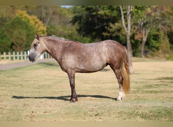 Tinker Croisé, Jument, 5 Ans, 142 cm, Gris