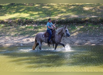 Tinker Croisé, Jument, 5 Ans, 142 cm, Gris