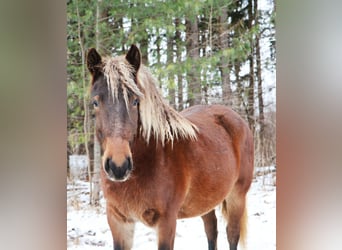 Tinker, Jument, 5 Ans, 147 cm, Bai