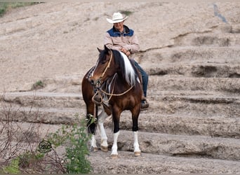 Tinker Croisé, Jument, 5 Ans, 150 cm, Bai cerise