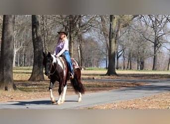 Tinker Croisé, Jument, 5 Ans, 150 cm, Pinto