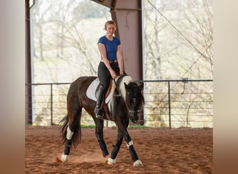 Tinker Croisé, Jument, 5 Ans, 150 cm, Pinto