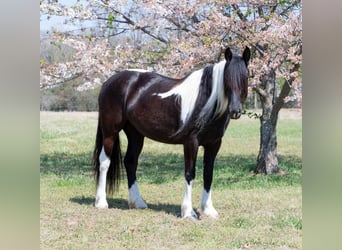 Tinker Croisé, Jument, 5 Ans, 150 cm, Pinto