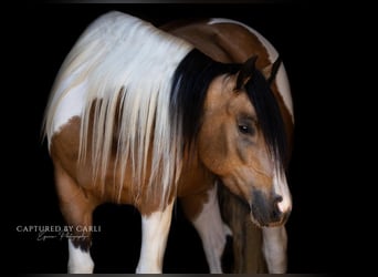 Tinker Croisé, Jument, 5 Ans, 155 cm