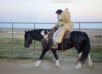 Tinker, Jument, 5 Ans, 157 cm, Noir