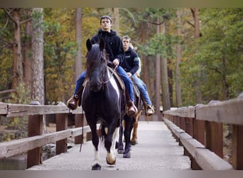 Tinker, Jument, 5 Ans, 157 cm, Noir